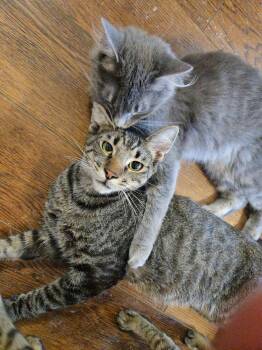 Baller -  Tabby Cat for Adoption in Plumerville, Arkansas - Baller | PetCurious