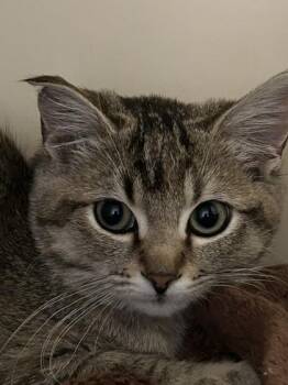 Bobbie -  American Bobtail Cat for Adoption in Hamilton, Montana - Bobbie | PetCurious