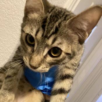 Fries -  Domestic Short Hair Cat for Adoption in Midland, Texas - Fries | PetCurious