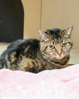 Nabeluh -  Domestic Short Hair Cat for Adoption in Chamblee, Georgia - Nabeluh | PetCurious