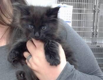 ATTICUS -  Domestic Medium Hair Cat for Adoption in Salinas, California - ATTICUS | PetCurious