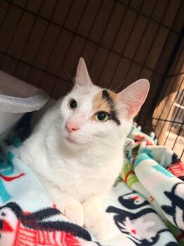 Stripe -  Domestic Short Hair Cat for Adoption in Huntington, Indiana - Stripe | PetCurious