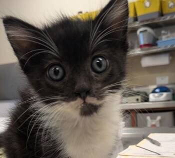 Domestic Short Hair Cats Available for Adoption in Oakland, California - Tater Tot | PetCurious