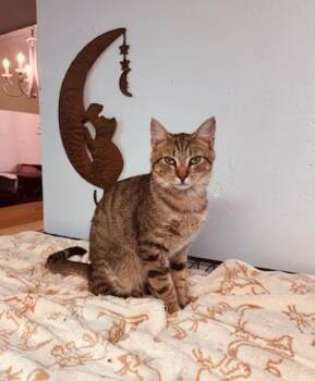 Storm -  Domestic Short Hair Cat for Adoption in Rocky Ridge, Maryland - Storm | PetCurious