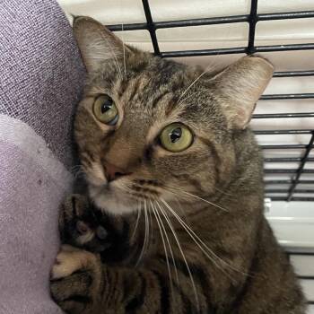 Randi -  Domestic Short Hair Cat for Adoption in Chicago, Illinois - Randi | PetCurious