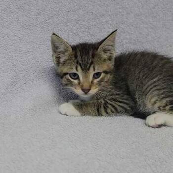 DK Jungle -  Domestic Short Hair Cat Available for Adoption in Valdosta, Georgia - DK Jungle | PetCurious