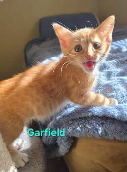 Rescue Domestic Short Hair Cats for Adoption in Gun Barrel City, Texas - Garfield | PetCurious