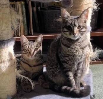 Rescue Domestic Short Hair Cats for Adoption in Wayland, Massachusetts - Robin And Trinity | PetCurious