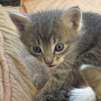 Domestic Short Hair Cats Available for Adoption in Clarksdale, Mississippi - Ziggy, Aka Milo | PetCurious