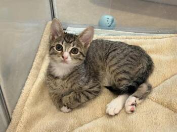 Domestic Short Hair Cats Available for Adoption in Charlotte, North Carolina - CUPID | PetCurious