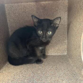 Olive -  Domestic Short Hair Cat for Adoption in Buchanan Dam, Texas - Olive | PetCurious