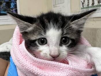 Princeton -  Domestic Short Hair Cat for Adoption in Honolulu, Hawaii - Princeton | PetCurious
