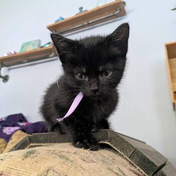 Jim Halpert -  Domestic Short Hair Cat for Adoption - Jim Halpert | PetCurious