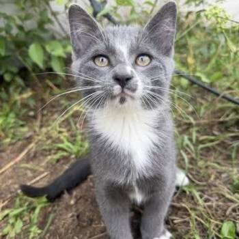 Remy C12868 -  Domestic Short Hair Cat for Adoption - Remy C12868 | PetCurious