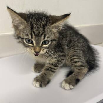 Nova Scotia -  Domestic Short Hair Cat for Adoption in St. Louis, Missouri - Nova Scotia | PetCurious