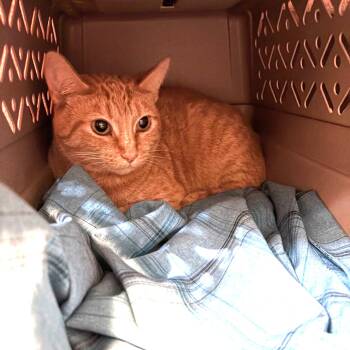 HSJC-Stray-1720 "Doug" -  Domestic Short Hair Cat for Adoption in Port Townsend, Washington - HSJC-Stray-1720 "Doug" | PetCurious