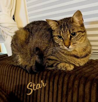 Star #Caribbean-island-girl -  Tabby and Domestic Short Hair Cat for Adoption in Houston, Texas - Star #Caribbean-island-girl | PetCurious