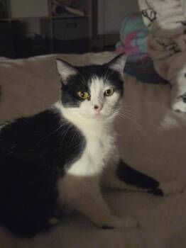 Tuxedo and Domestic Short Hair Cats Available for Adoption - Hera | PetCurious