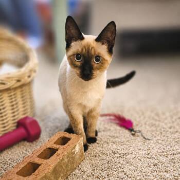 Josie -  Siamese and Domestic Short Hair Cat for Adoption in Fort Worth, Texas - Josie | PetCurious