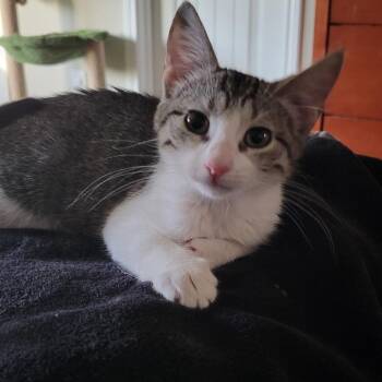Annie (Eve) -  Domestic Short Hair Cat for Adoption in Galveston, Texas - Annie (Eve) | PetCurious