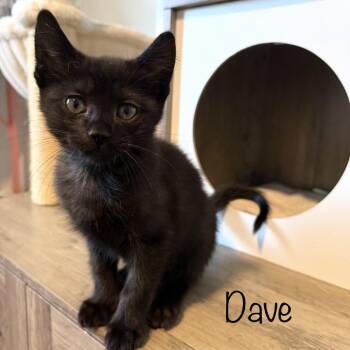 Dave -  Domestic Short Hair Cat Available for Adoption in Titusville, Florida - Dave | PetCurious