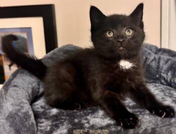 TUX -  Domestic Short Hair Cat for Adoption in Colorado Springs, Colorado - TUX | PetCurious