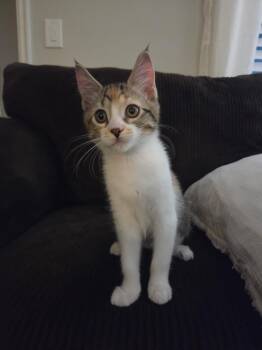 Olena -  Domestic Short Hair Cat for Adoption in Millcreek, Utah - Olena | PetCurious