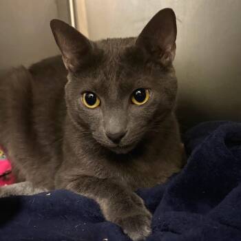 Domestic Short Hair Cats Available for Adoption - Wybie | PetCurious