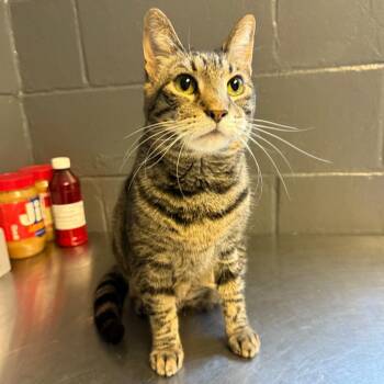 NALA -  Domestic Short Hair Cat for Adoption in Tuscaloosa, Alabama - NALA | PetCurious