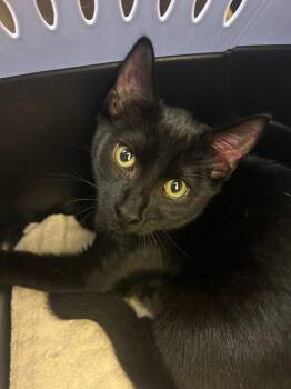 Breon -  Domestic Short Hair Cat for Adoption in Raleigh, North Carolina - Breon | PetCurious