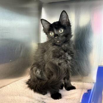 Sarah -  Domestic Short Hair Cat for Adoption in Palm Springs, California - Sarah | PetCurious