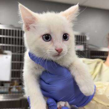 Sharkboy -  Domestic Short Hair Cat for Adoption in Salt Lake City, Utah - Sharkboy | PetCurious