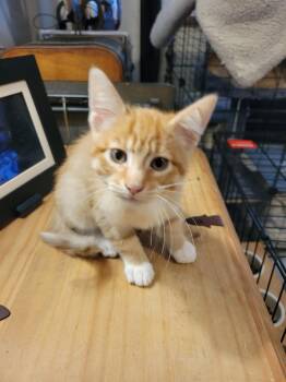 Cleo -  Domestic Short Hair Cat for Adoption in Fort Worth, Texas - Cleo | PetCurious