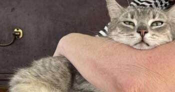 Rescue Domestic Medium Hair Cats for Adoption in Houston, Texas - Ruby Soho | PetCurious