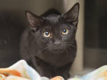 VADER -  Domestic Short Hair Cat for Adoption in Phoenix, Arizona - VADER | PetCurious
