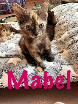 Mabel -  Domestic Short Hair Cat for Adoption in Prince Frederick, Maryland - Mabel | PetCurious