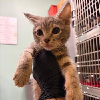 Fresca (teal) -  Domestic Short Hair Cat for Adoption in Keizer, Oregon - Fresca (teal) | PetCurious
