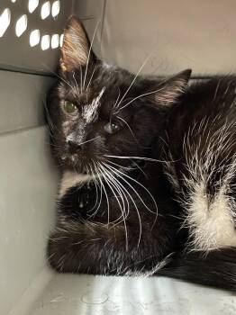 Domestic Short Hair Cats Available for Adoption in Chico, California - Lip | PetCurious