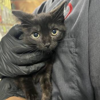 Tweety -  Domestic Short Hair Cat for Adoption in San Gabriel, California - Tweety | PetCurious