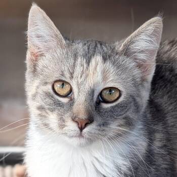 Watermelon -  Domestic Short Hair Cat for Adoption in Jefferson, Wisconsin - Watermelon | PetCurious