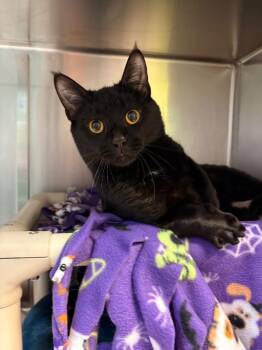 Ike -  Domestic Short Hair Cat for Adoption in Detroit, Michigan - Ike | PetCurious