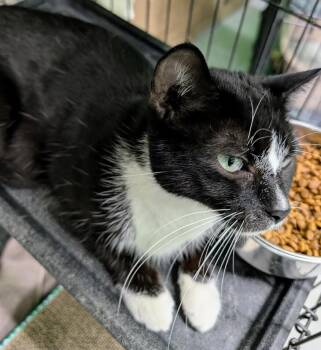 Sitka -  Domestic Short Hair Cat for Adoption in Adrian, Michigan - Sitka | PetCurious