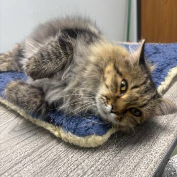 Freya -  Domestic Long Hair Cat for Adoption in Crookston, Minnesota - Freya | PetCurious