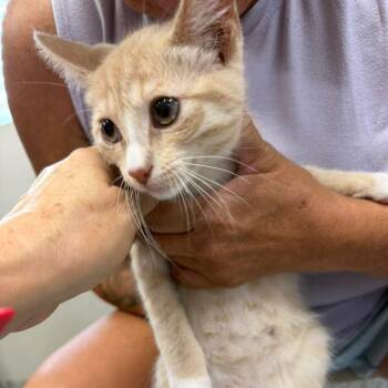 Fondue -  Domestic Short Hair Cat for Adoption in Kingman, Kansas - Fondue | PetCurious