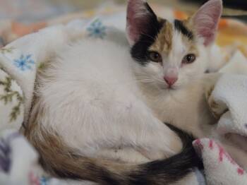 DAISY -  Domestic Short Hair Cat for Adoption in La Crescent, Minnesota - DAISY | PetCurious