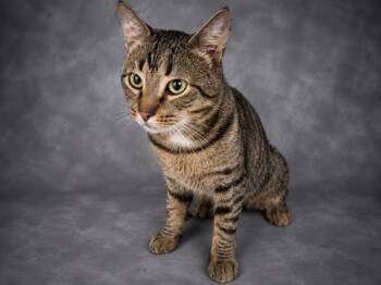 A1278308 -  Domestic Short Hair Cat for Adoption in Winter Haven, Florida - A1278308 | PetCurious