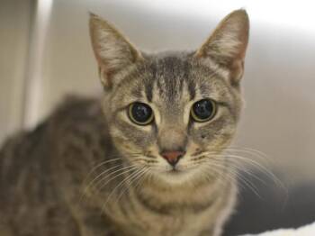 Gus Gus -  Domestic Short Hair Cat for Adoption in Portland, Oregon - Gus Gus | PetCurious