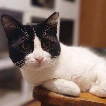 Jerry 2 -  Domestic Short Hair Cat for Adoption in Bulverde, Texas - Jerry 2 | PetCurious