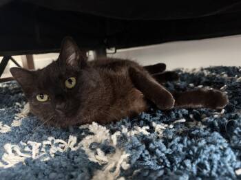 Domestic Short Hair Cats Available for Adoption - Unagi | PetCurious
