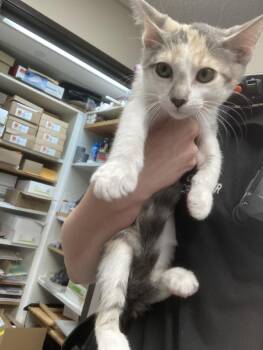 A142611 -  Domestic Short Hair Cat for Adoption in Burbank, California - A142611 | PetCurious